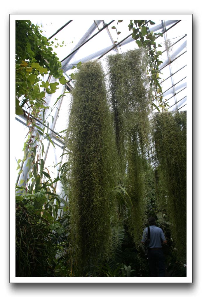 Royal Botanic Garden, Edinburgh,  Scotland 764