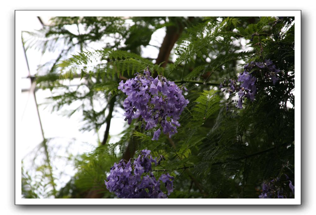 Royal Botanic Garden, Edinburgh,  Scotland 778