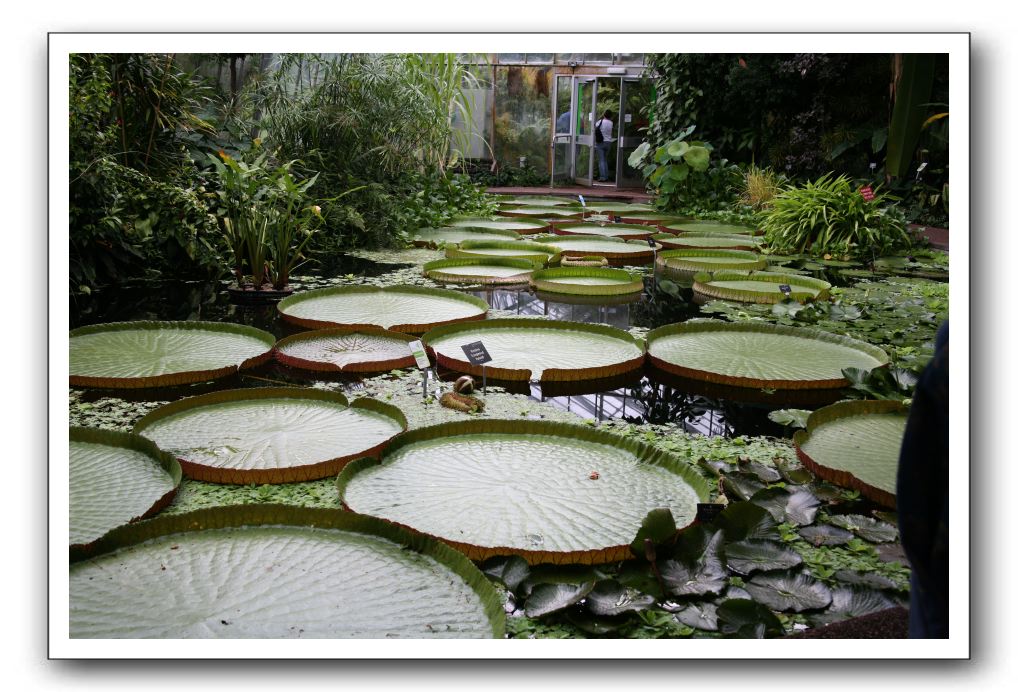 Royal Botanic Garden, Edinburgh,  Scotland 779