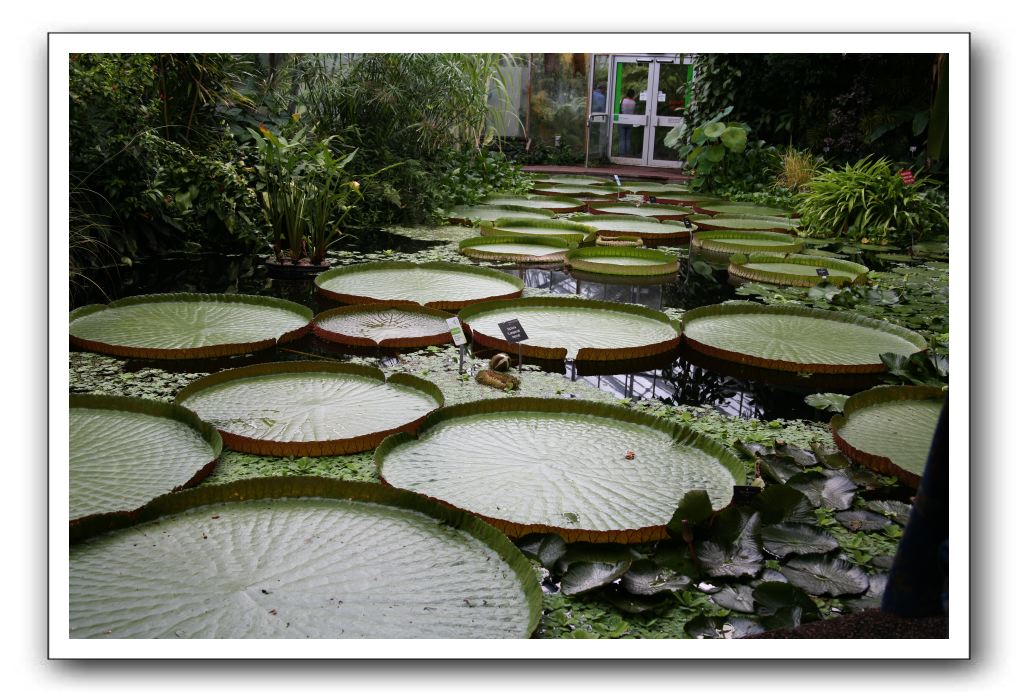 Royal Botanic Garden, Edinburgh,  Scotland 780