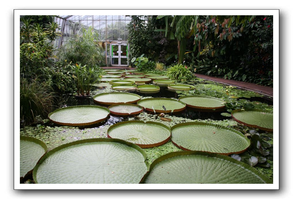 Royal Botanic Garden, Edinburgh,  Scotland 781