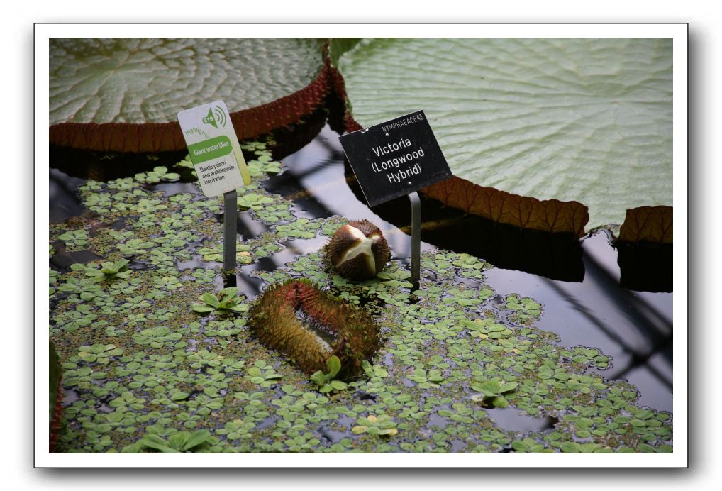 Royal Botanic Garden, Edinburgh,  Scotland 786