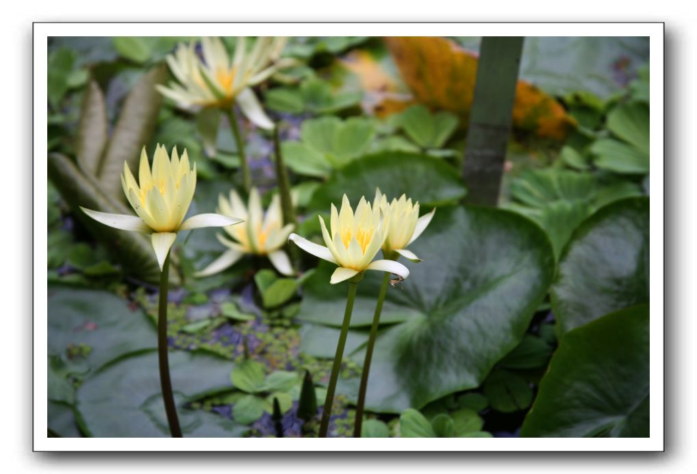 Royal Botanic Garden, Edinburgh,  Scotland 793