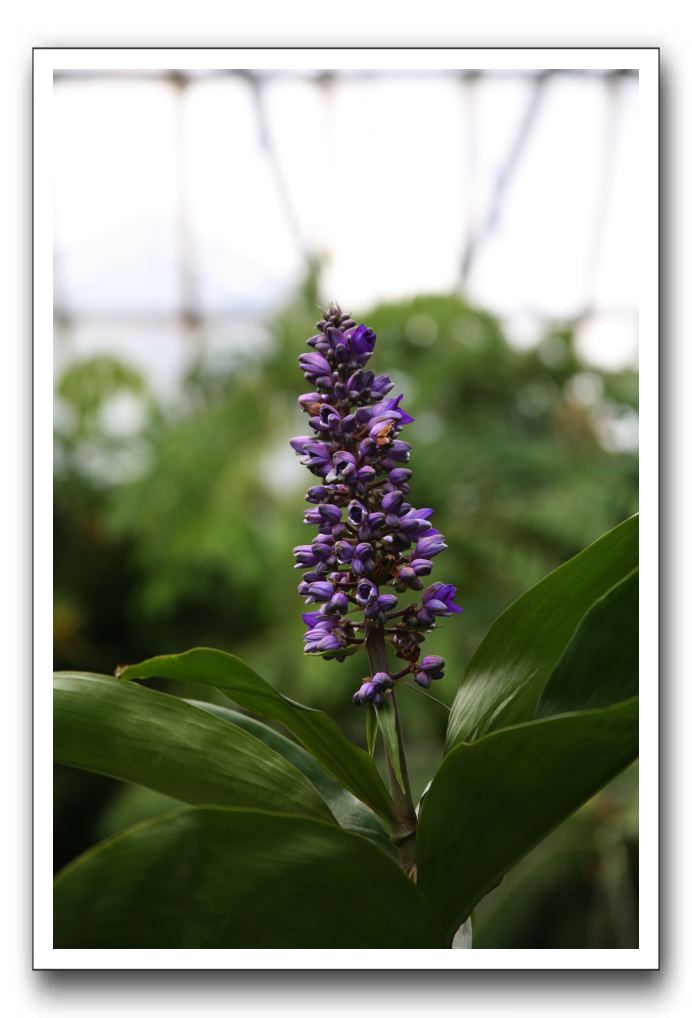 Royal Botanic Garden, Edinburgh,  Scotland 806