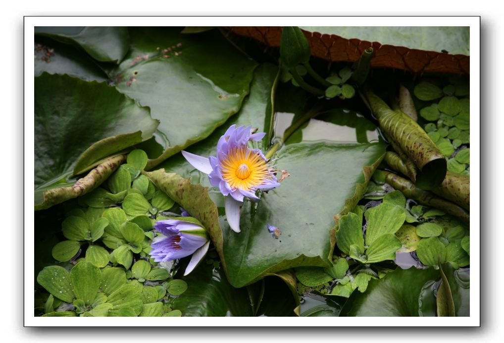 Royal Botanic Garden, Edinburgh,  Scotland 807