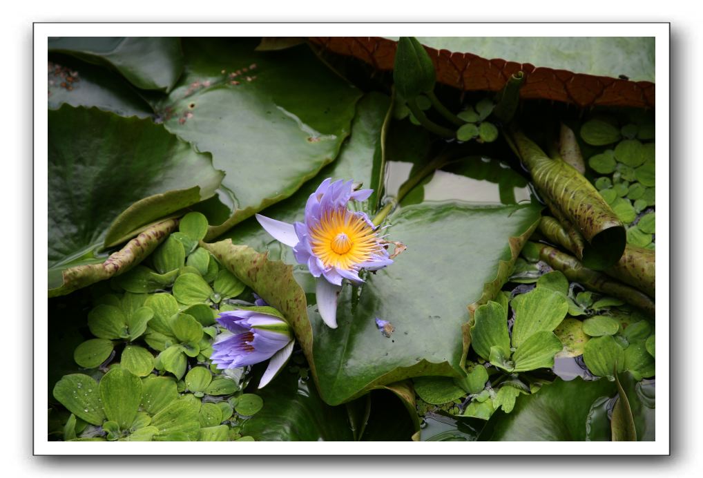 Royal Botanic Garden, Edinburgh,  Scotland 808