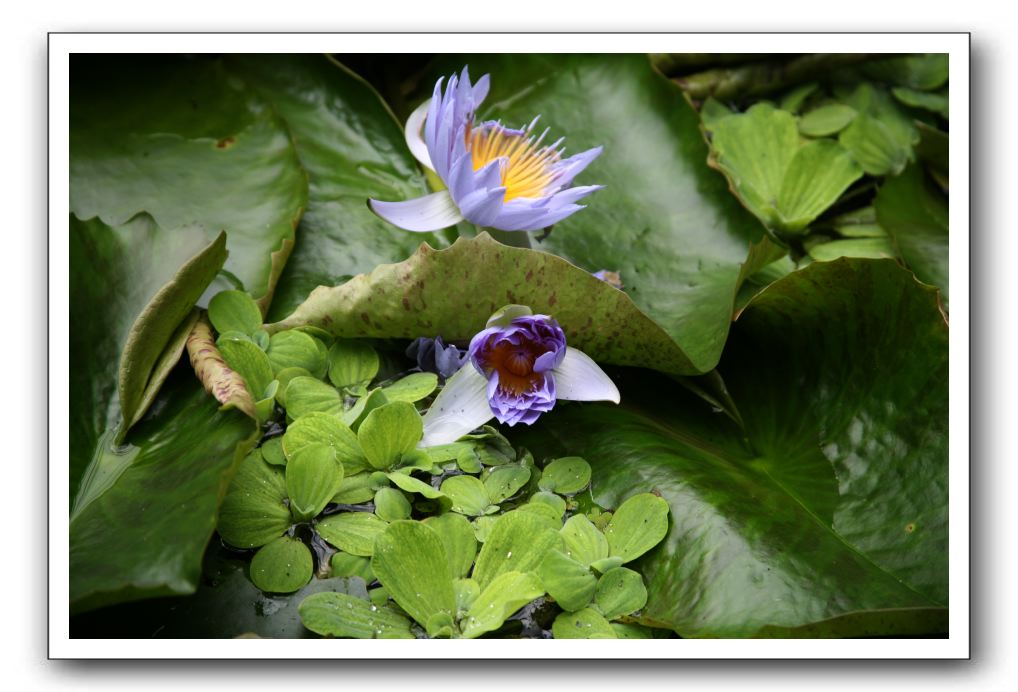 Royal Botanic Garden, Edinburgh,  Scotland 809