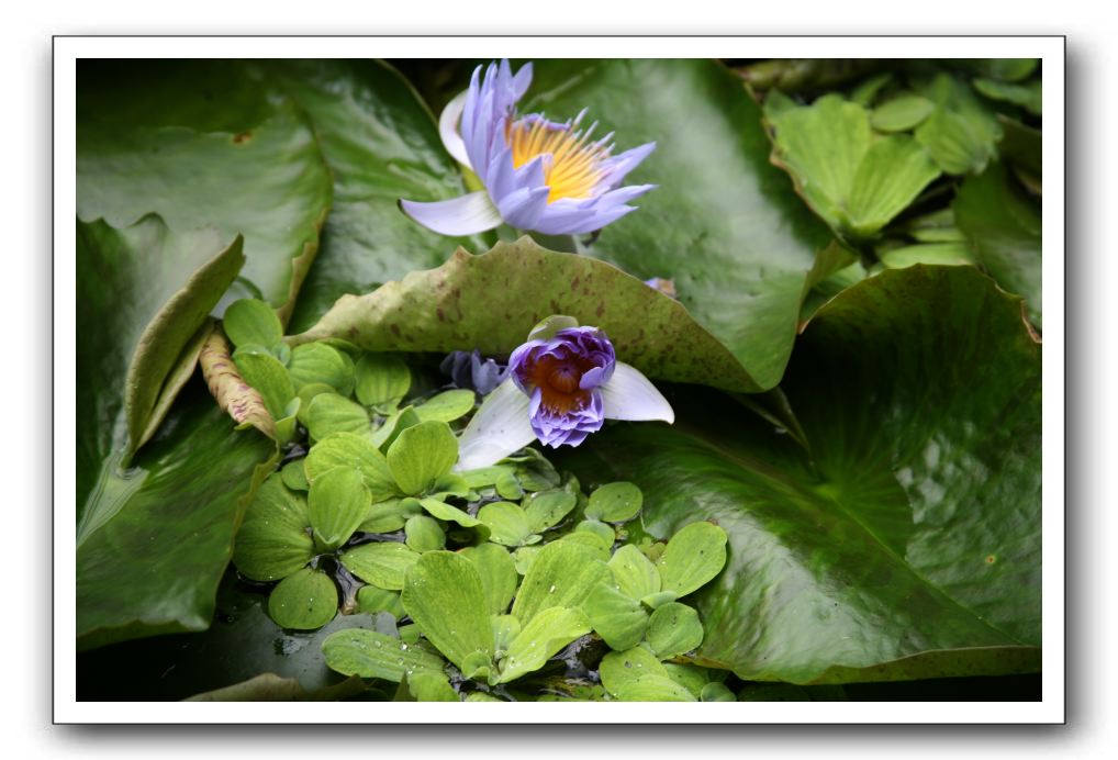 Royal Botanic Garden, Edinburgh,  Scotland 810