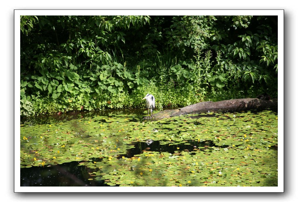 Royal Botanic Garden, Edinburgh,  Scotland 552