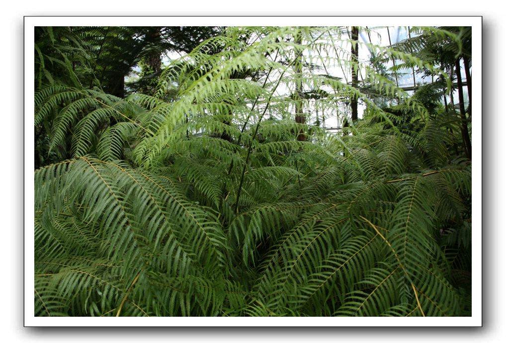 Royal Botanic Garden, Edinburgh,  Scotland 817