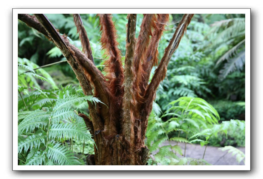 Royal Botanic Garden, Edinburgh,  Scotland 820