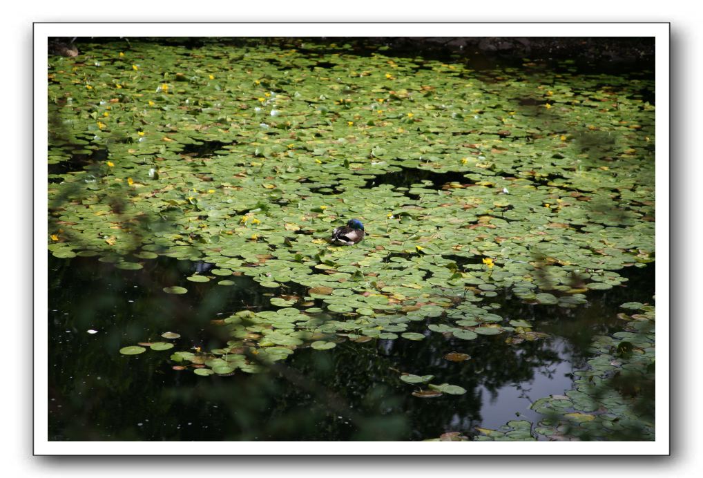 Royal Botanic Garden, Edinburgh,  Scotland 553