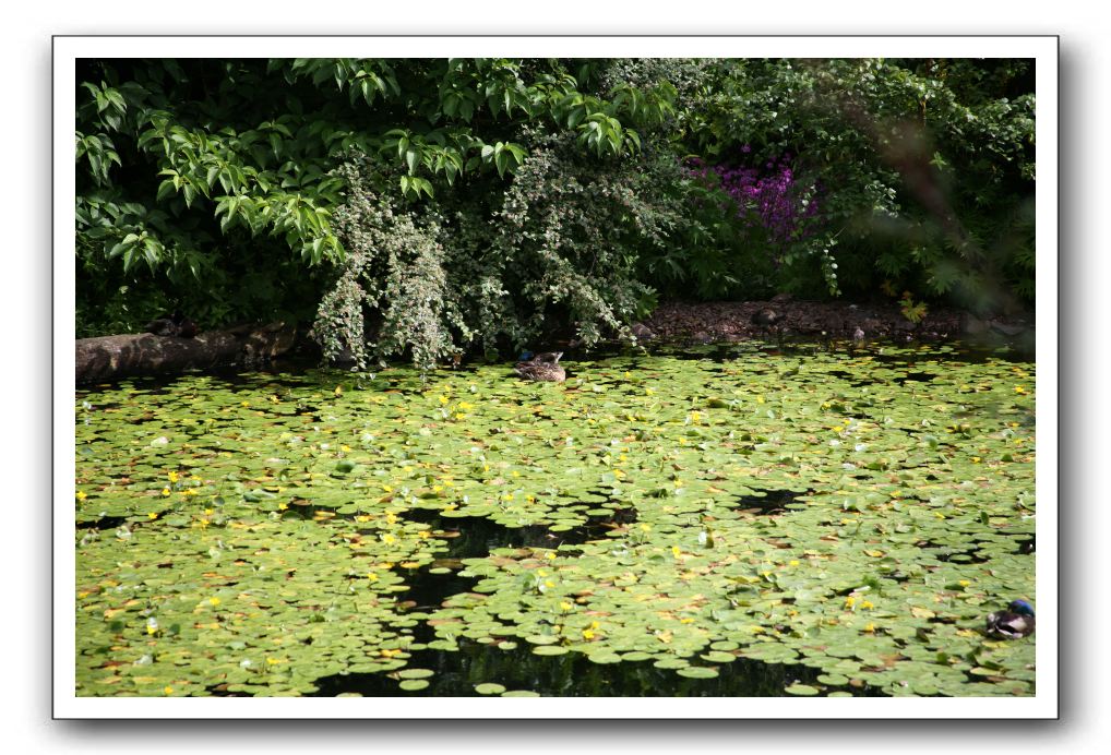 Royal Botanic Garden, Edinburgh,  Scotland 554