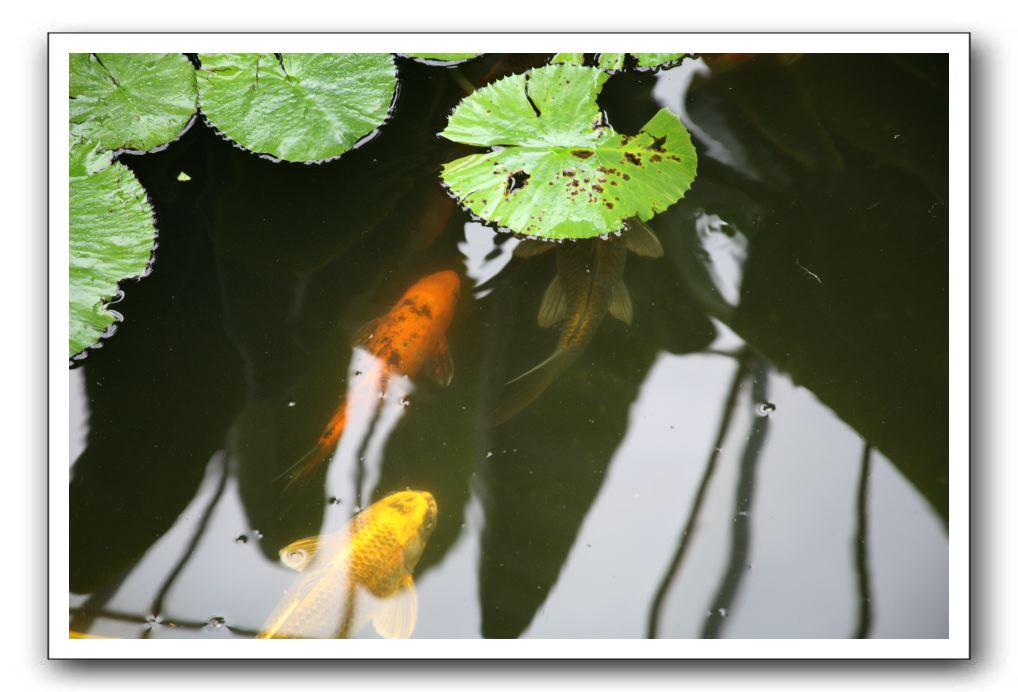 Royal Botanic Garden, Edinburgh,  Scotland 851