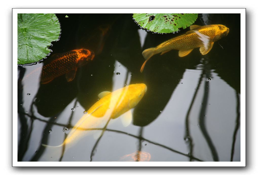 Royal Botanic Garden, Edinburgh,  Scotland 857