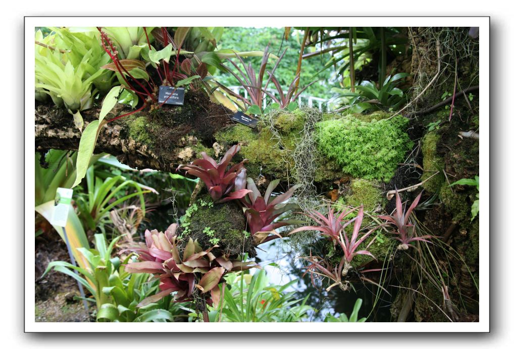 Royal Botanic Garden, Edinburgh,  Scotland 877