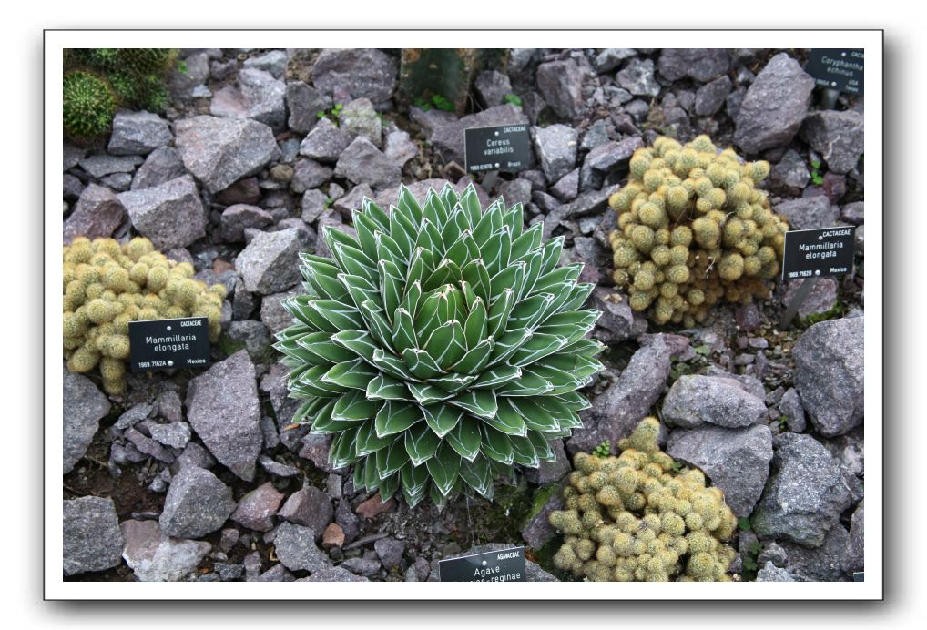 Royal Botanic Garden, Edinburgh,  Scotland 917