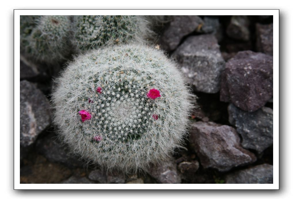 Royal Botanic Garden, Edinburgh,  Scotland 918