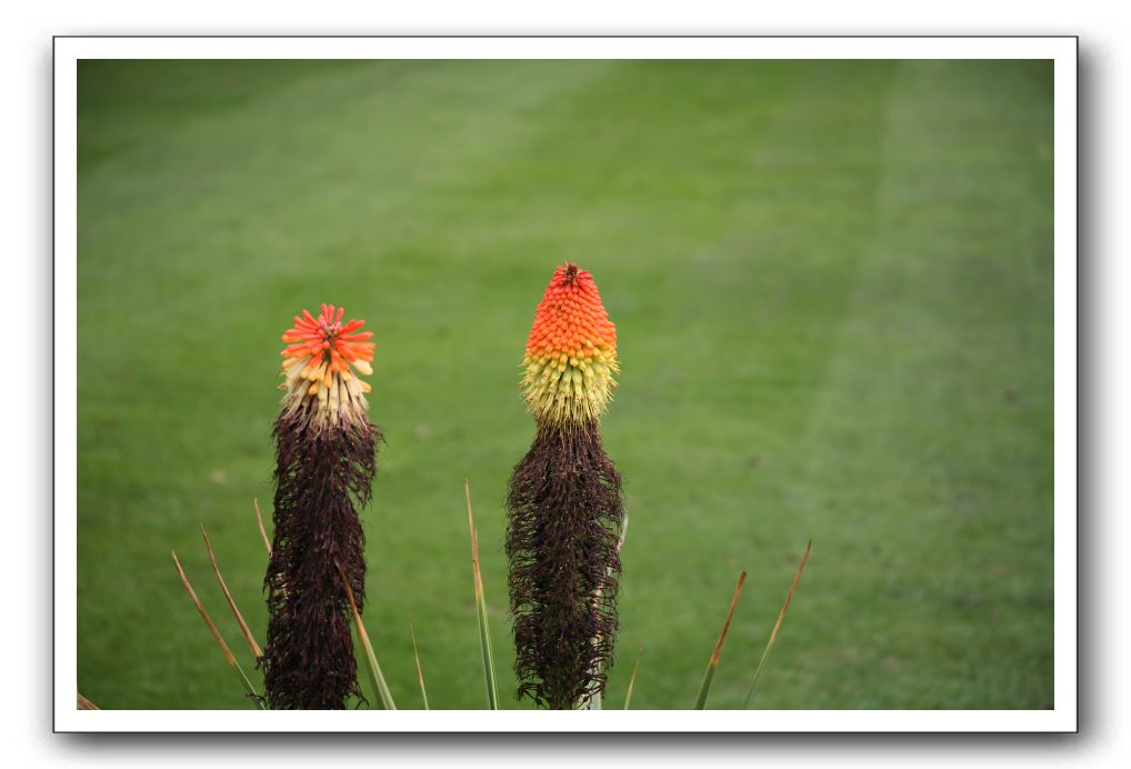 Royal Botanic Garden, Edinburgh,  Scotland 923