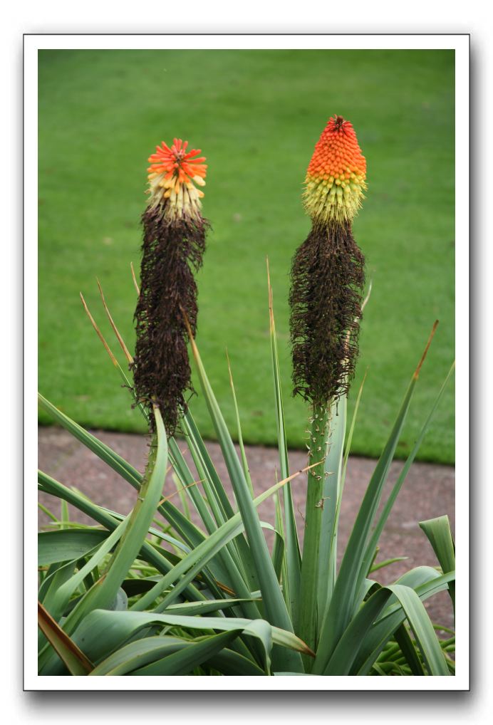 Royal Botanic Garden, Edinburgh,  Scotland 925