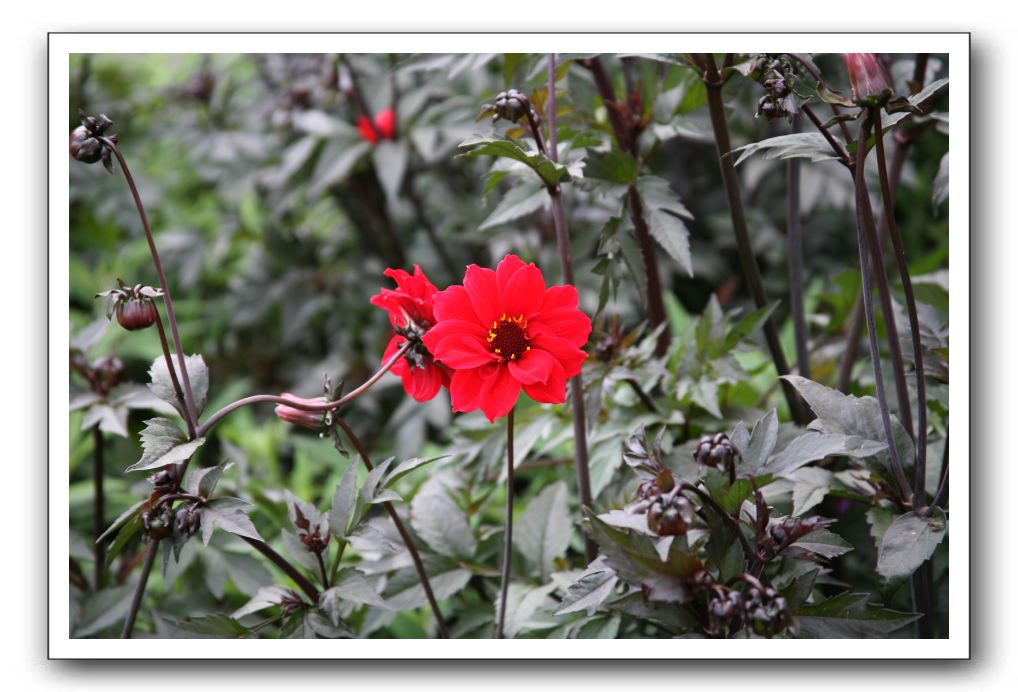 Royal Botanic Garden, Edinburgh,  Scotland 928