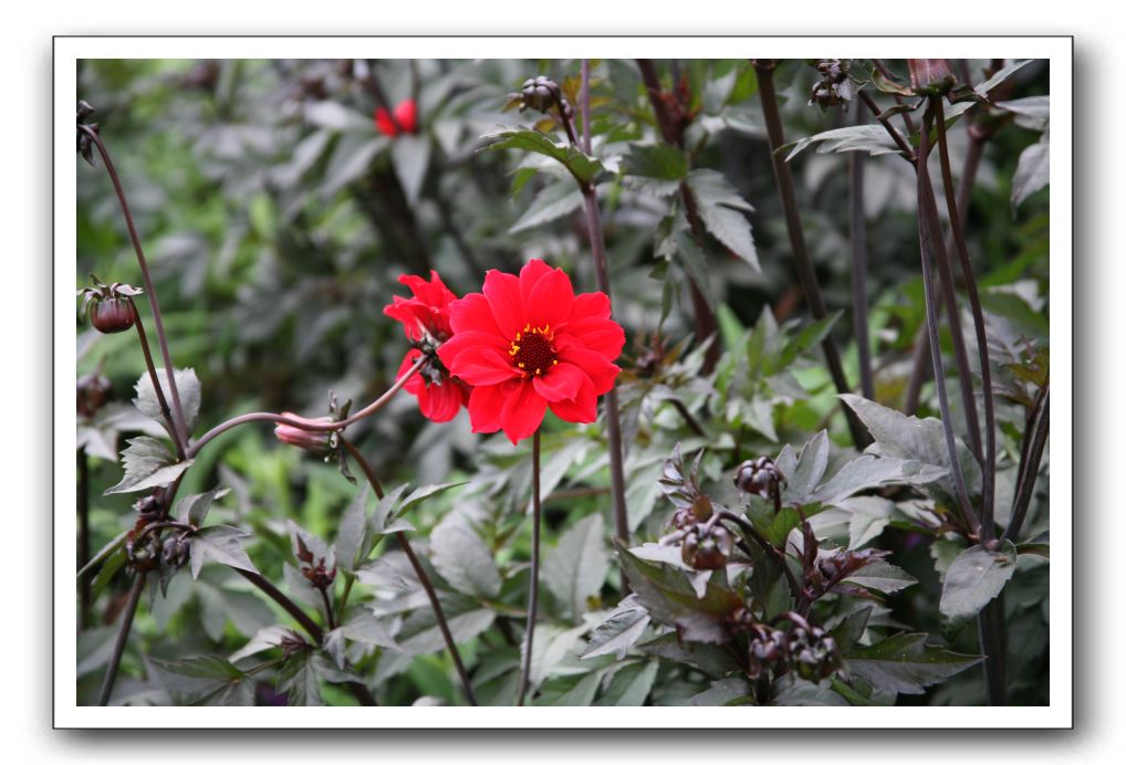 Royal Botanic Garden, Edinburgh,  Scotland 929