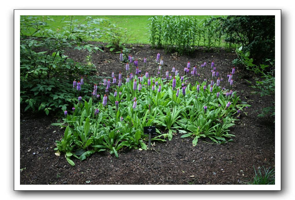 Royal Botanic Garden, Edinburgh,  Scotland 583