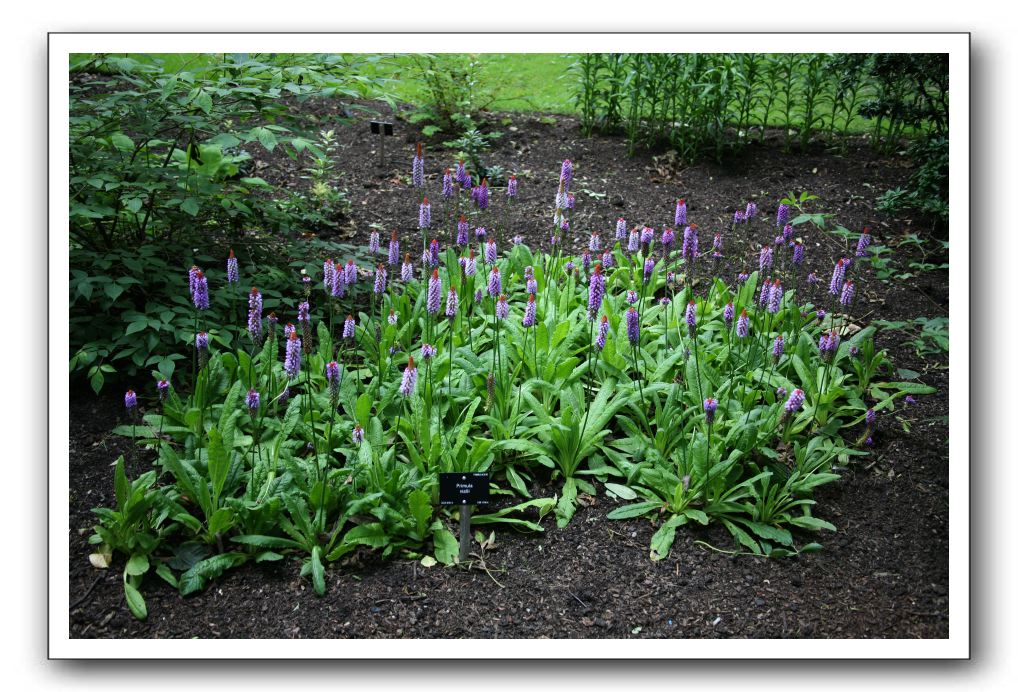 Royal Botanic Garden, Edinburgh,  Scotland 585