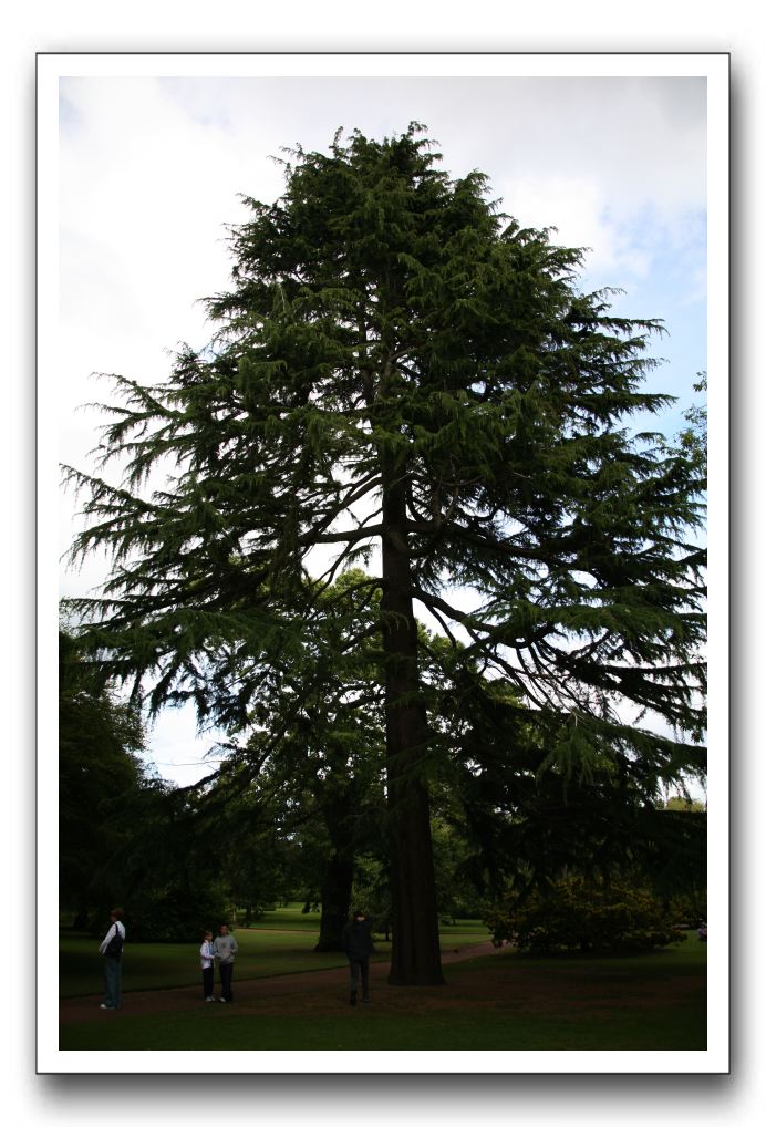 Royal Botanic Garden, Edinburgh,  Scotland 620