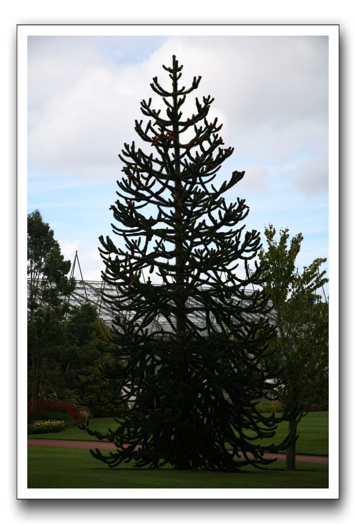 Royal Botanic Garden, Edinburgh,  Scotland 664