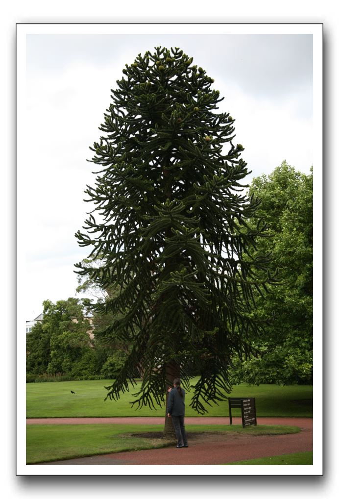 Royal Botanic Garden, Edinburgh,  Scotland 665