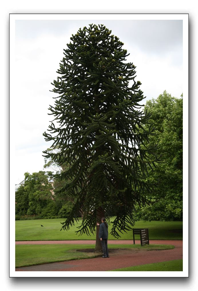 Royal Botanic Garden, Edinburgh,  Scotland 666