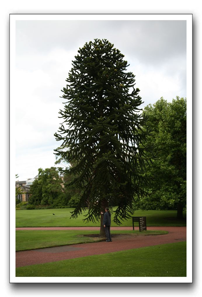 Royal Botanic Garden, Edinburgh,  Scotland 667