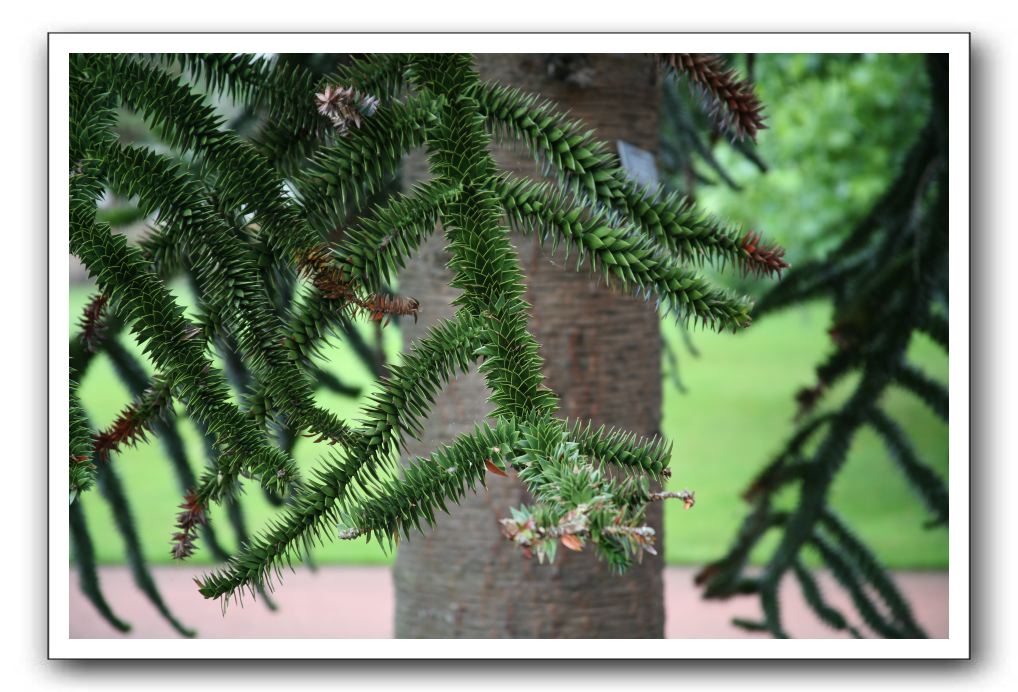 Royal Botanic Garden, Edinburgh,  Scotland 671