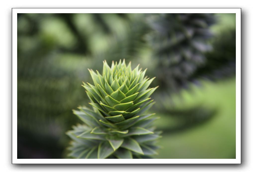 Royal Botanic Garden, Edinburgh,  Scotland 674