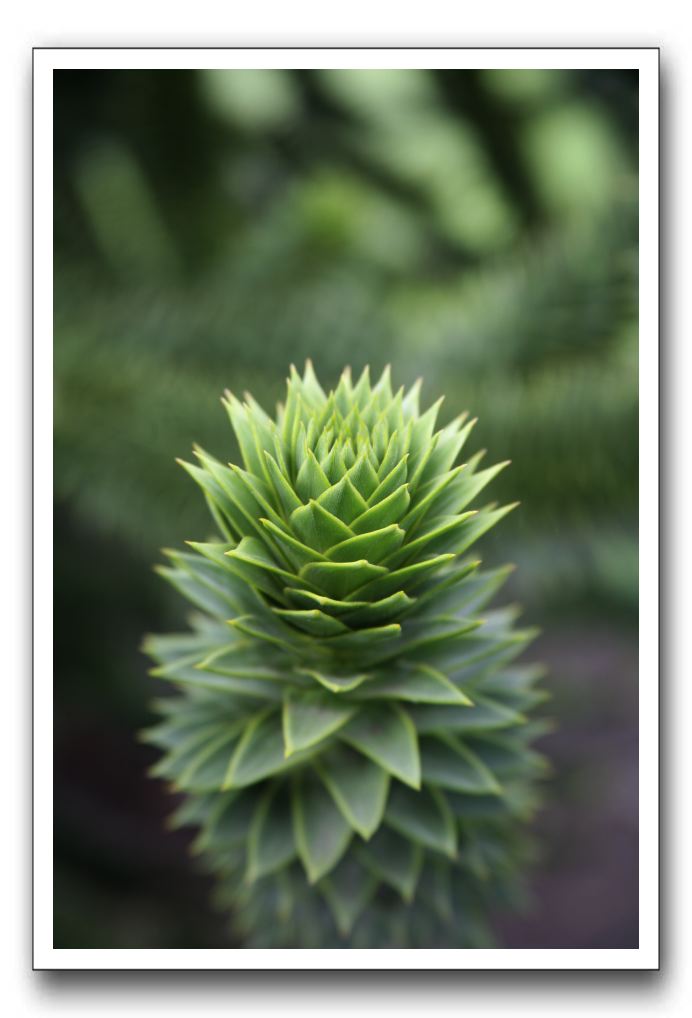 Royal Botanic Garden, Edinburgh,  Scotland 675