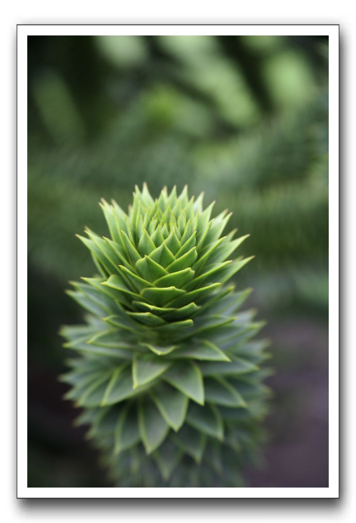 Royal Botanic Garden, Edinburgh,  Scotland 676