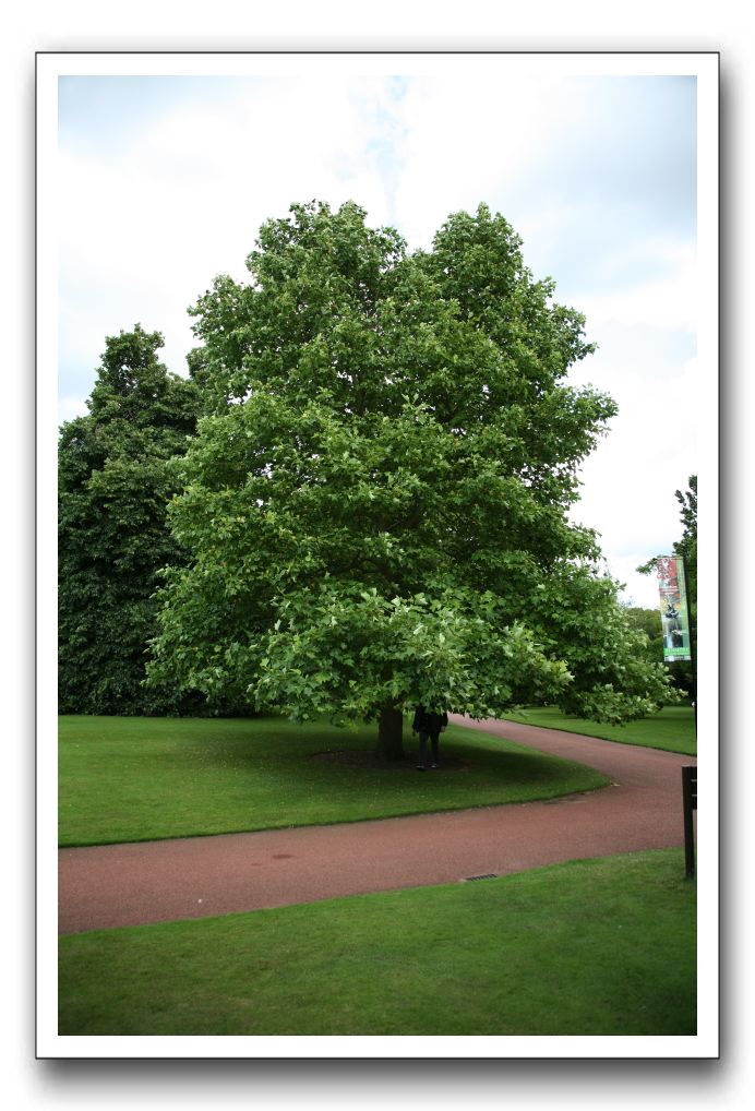 Royal Botanic Garden, Edinburgh,  Scotland 677