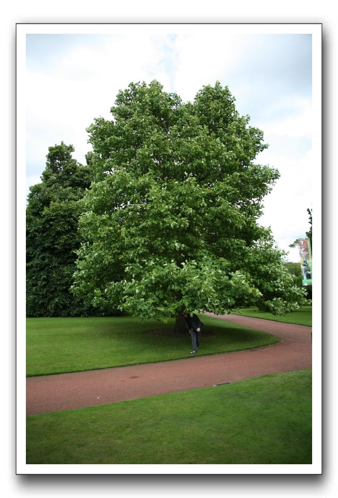 Royal Botanic Garden, Edinburgh,  Scotland 678