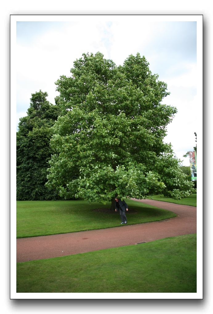 Royal Botanic Garden, Edinburgh,  Scotland 679