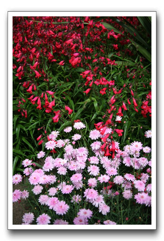 Royal Botanic Garden, Edinburgh,  Scotland 694