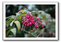 Royal Botanic Garden, Edinburgh,  Scotland 703