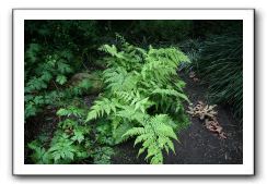 Royal Botanic Garden, Edinburgh,  Scotland 729