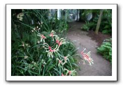 Royal Botanic Garden, Edinburgh,  Scotland 730