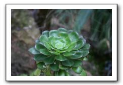 Royal Botanic Garden, Edinburgh,  Scotland 736