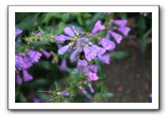 Royal Botanic Garden, Edinburgh,  Scotland 741