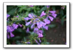 Royal Botanic Garden, Edinburgh,  Scotland 742