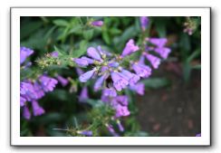 Royal Botanic Garden, Edinburgh,  Scotland 743