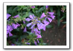 Royal Botanic Garden, Edinburgh,  Scotland 744