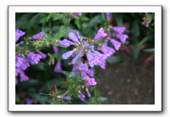 Royal Botanic Garden, Edinburgh,  Scotland 745